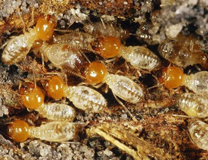白蟻的危害與防治