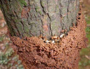 園林樹木的白蟻預防