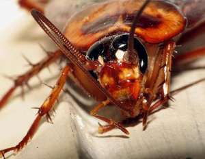蟑螂有哪些危害？