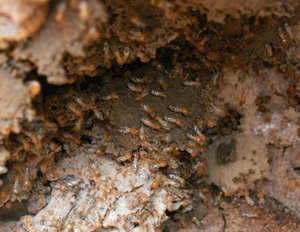 為什么目前白蟻危害越來越嚴重?