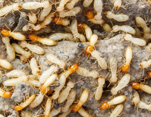 白蟻以木材和纖維素為食