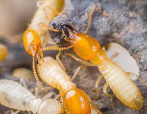 白蟻適于生存在何種環境內？